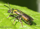 Sweat Bee - Augochlora pura