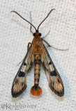 Maple Callus Borer Moth Synanthedon acerni #2554