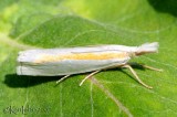 Girards Grass-veneer Moth Crambus girardellus #5365