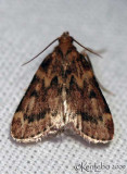 Pink-masked Pyralid Moth Aglossa disciferalis #5512