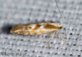 Argyresthia freyella  #2455