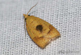 White-tailed Fruitworm Moth Cenopis albicaudana #3721