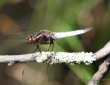 White Corporal Ladona exusta