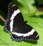 White Admiral