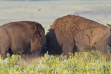 Bison in serious discussion