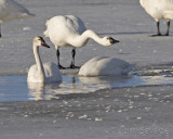 Tundra swans