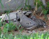 Morning dove with babies