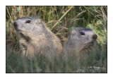 Marmottes - 2147