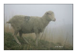 Mouton dans la brume