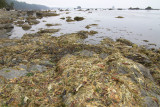 Dried up kelp.