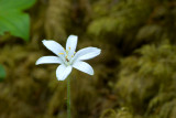 small wild flower with a spider in it.