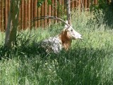 An Oryx