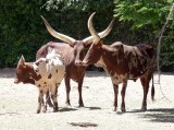 Watusi Cattle