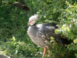 A Secretary Bird
