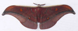 Antheraea-mezops.jpg