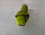 Papilio-caterpillar.jpg