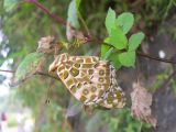 Sleeping-butterfly.jpg