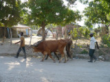 cows used for plowing the fields going home after a hard days work