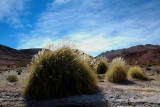 Desert Bushes in Potosi