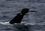 humpback whale