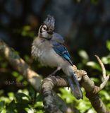 Juvenile Blue Jay 1a copy.jpg