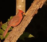 092106 Male Northern Cardinal