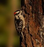 092606 Male Downy Woodpecker