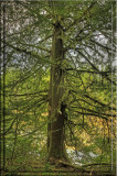 Mossy tree.jpg