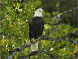 eagle framed.jpg