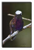 Snow cap male.jpg