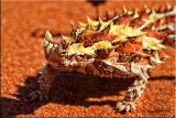 Thorny-Devil.jpg