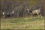 Pair of Mule deer.jpg