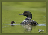 Loon  baby chick .jpg