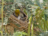 Verdin 06 cropped.jpg