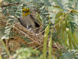 Verdin 07 cropped.jpg