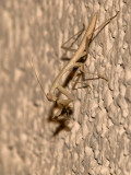 Praying Mantis09 cropped.jpg