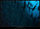 The Shoal