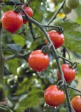 I Loooooove My Cherry Tomatoes