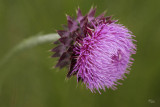 Musk Thistle Blossom