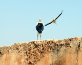 Storks at the El Badi Palace Marrakech.jpg
