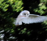 Barn Owl Hovering.jpg