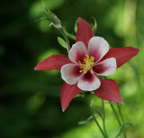 Columbine