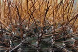Succulents, Cactus & Other Spiny Plants