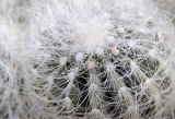Succulents, Cactus & Other Spiny Plants