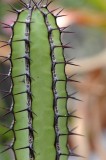 Succulents, Cactus & Other Spiny Plants