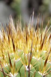 Succulents, Cactus & Other Spiny Plants