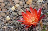 Succulents, Cactus & Other Spiny Plants