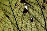 Rain Forest Exotics
