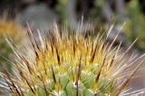 Succulents, Cactus & Other Spiny Plants