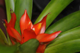 Rain Forest Exotics